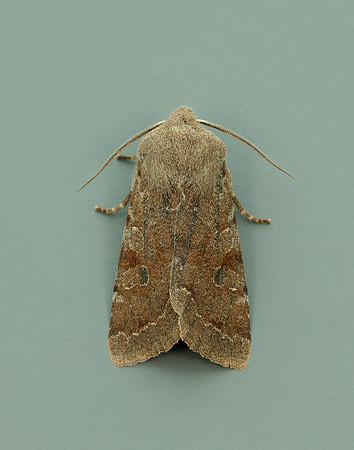 73.242 BF2188 Clouded Drab Orthosia incerta