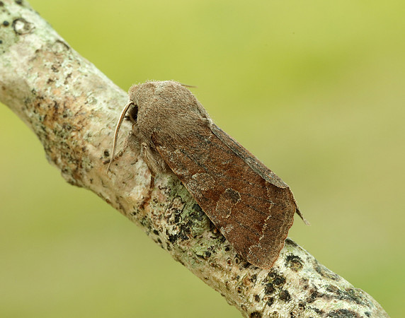 73.242 BF2188 Clouded Drab Orthosia incerta