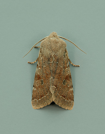 73.242 BF2188 Clouded Drab Orthosia incerta