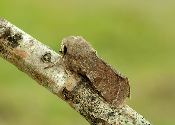 73.242 BF2188 Clouded Drab Orthosia incerta