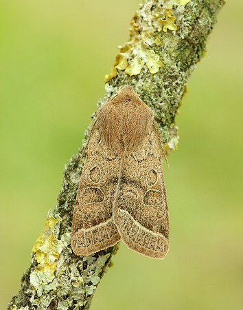 73.244 BF2187 Common Quaker Orthosia cerasi