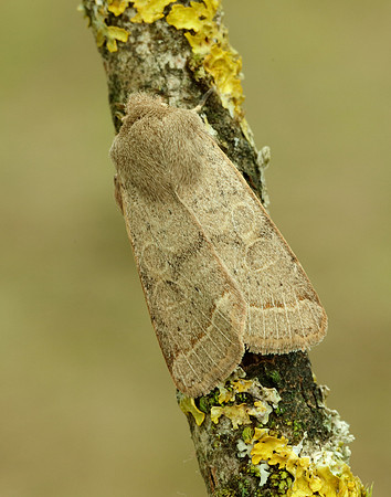 73.244 BF2187 Common Quaker Orthosia cerasi
