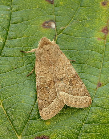 73.244 BF2187 Common Quaker Orthosia cerasi