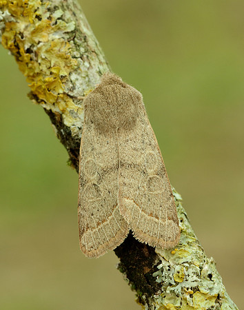 73.244 BF2187 Common Quaker Orthosia cerasi