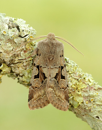 73.249 BF2190 Hebrew Character Orthosia gothica