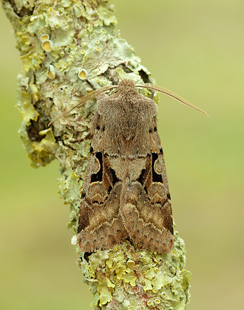 73.249 BF2190 Hebrew Character Orthosia gothica