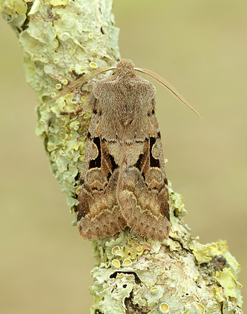 73.249 BF2190 Hebrew Character Orthosia gothica