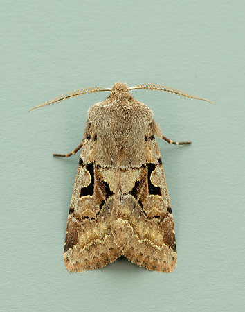 73.249 BF2190 Hebrew Character Orthosia gothica