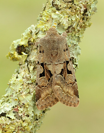 73.249 BF2190 Hebrew Character Orthosia gothica
