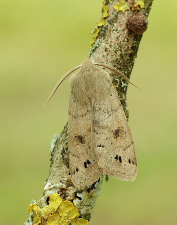 73.250 BF2189 Twin-spotted Quaker Anorthoa munda