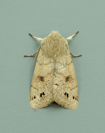 73.250 BF2189 Twin-spotted Quaker Anorthoa munda