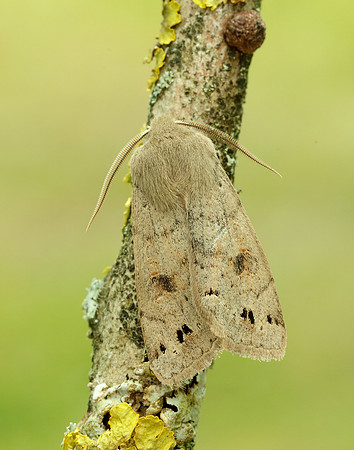 73.250 BF2189 Twin-spotted Quaker Anorthoa munda