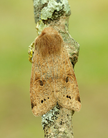 73.250 BF2189 Twin-spotted Quaker Anorthoa munda