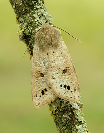 73.250 BF2189 Twin-spotted Quaker Anorthoa munda