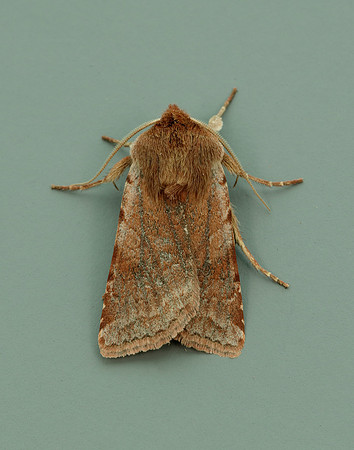 73.336 BF2139 Red Chestnut Cerastis rubricosa