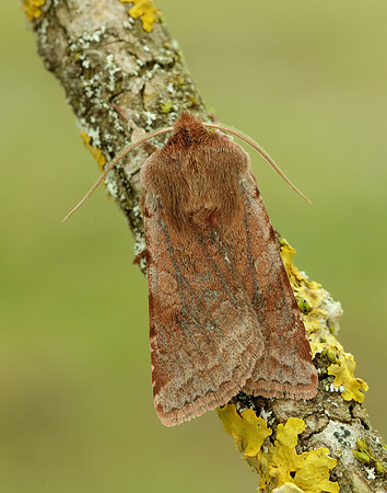 73.336 BF2139 Red Chestnut Cerastis rubricosa