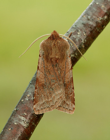 73.336 BF2139 Red Chestnut Cerastis rubricosa