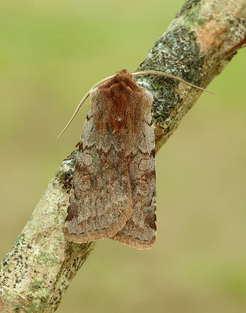 73.336 BF2139 Red Chestnut Cerastis rubricosa