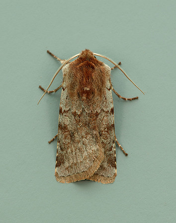 73.336 BF2139 Red Chestnut Cerastis rubricosa