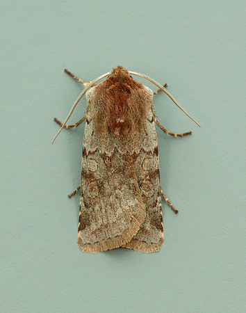 73.336 BF2139 Red Chestnut Cerastis rubricosa