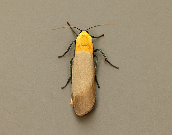72.041 BF2051 Four-spotted Footman Lithosia quadra