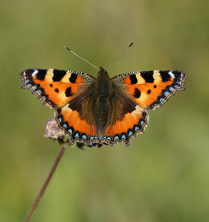 Small Tortoiseshell Aglais urticae