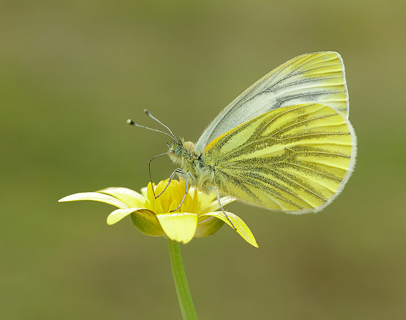 Green-veined White Pieris napi.