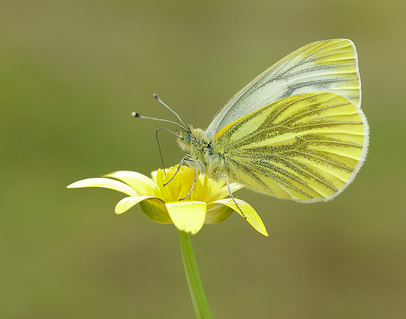 Green-veined White Pieris napi.