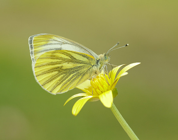 Green-veined White Pieris napi.