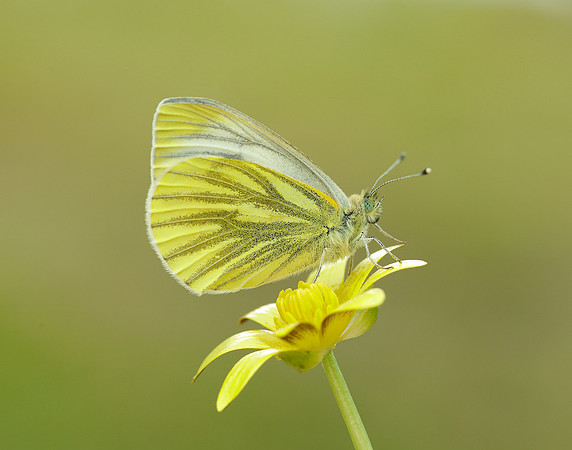 Green-veined White Pieris napi.