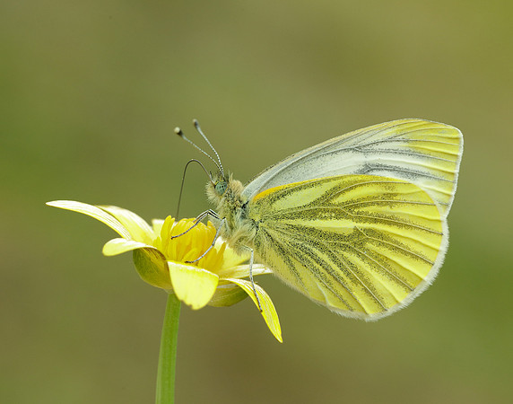 Green-veined White Pieris napi.