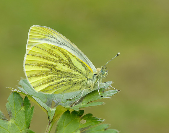 Green-veined White Pieris napi.