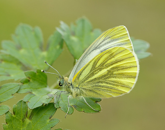 Green-veined White Pieris napi.