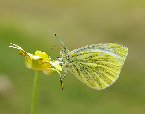 Green-veined White Pieris napi.