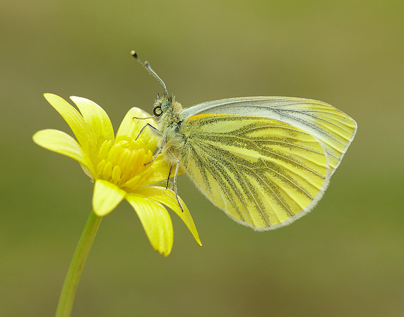 Green-veined White Pieris napi.