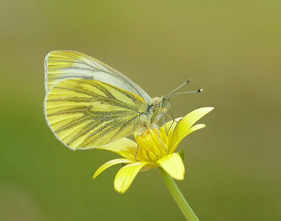 Green-veined White Pieris napi.