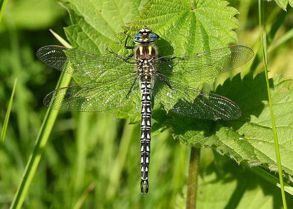 Hairy Dragonfly Brachytron pratense