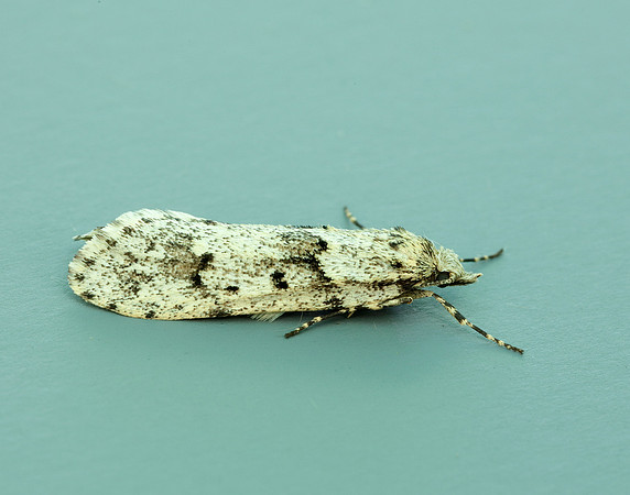 29.001 BF663 Diurnea fagella