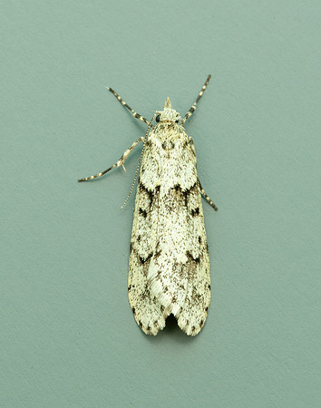 29.001 BF663 Diurnea fagella