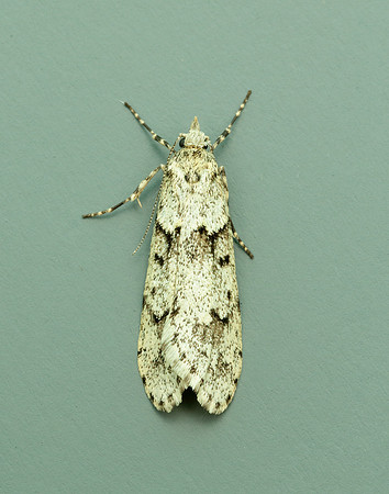 29.001 BF663 Diurnea fagella