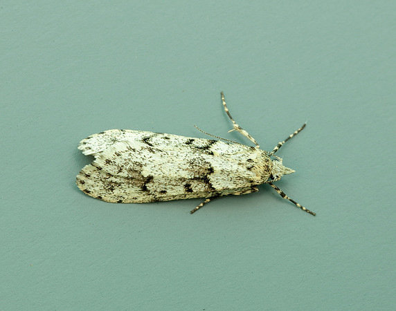 29.001 BF663 Diurnea fagella
