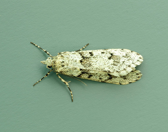 29.001 BF663 Diurnea fagella