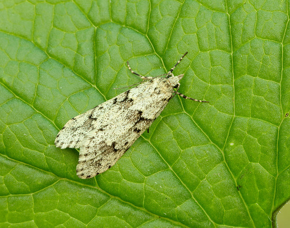 29.001 BF663 Diurnea fagella