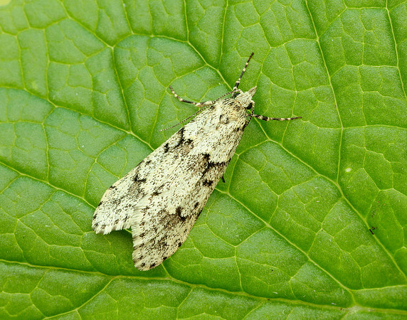 29.001 BF663 Diurnea fagella
