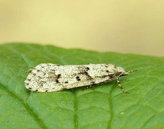 29.001 BF663 Diurnea fagella
