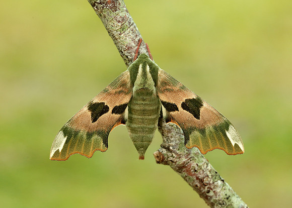 69.001 BF1979 Lime Hawk-moth Mimas tiliae