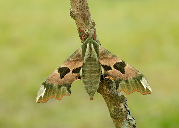 69.001 BF1979 Lime Hawk-moth Mimas tiliae