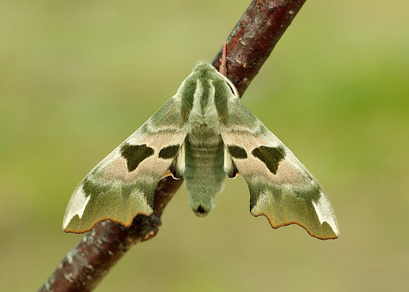 69.001 BF1979 Lime Hawk-moth Mimas tiliae