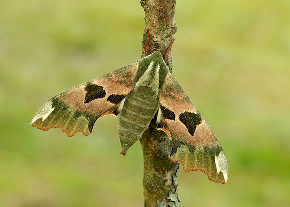 69.001 BF1979 Lime Hawk-moth Mimas tiliae
