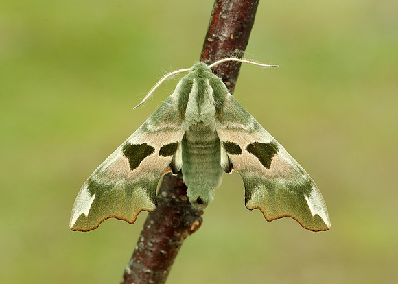 69.001 BF1979 Lime Hawk-moth Mimas tiliae